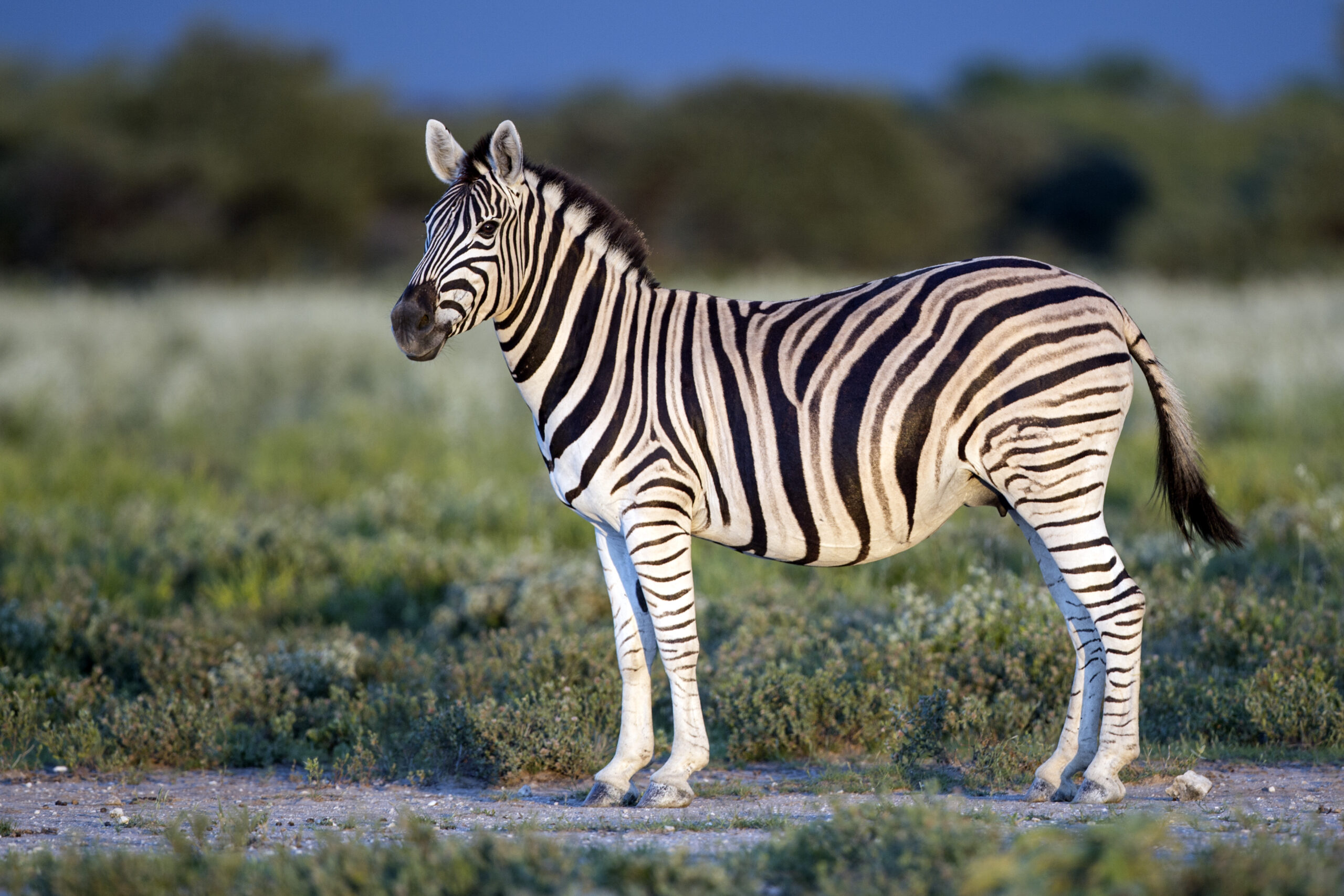 I want to be a normal zebra not an abnormal horse